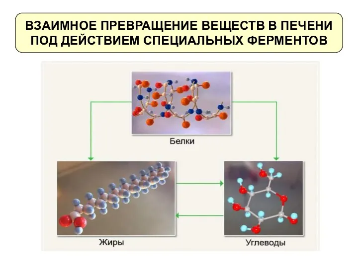 ВЗАИМНОЕ ПРЕВРАЩЕНИЕ ВЕЩЕСТВ В ПЕЧЕНИ ПОД ДЕЙСТВИЕМ СПЕЦИАЛЬНЫХ ФЕРМЕНТОВ