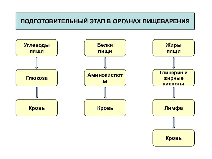 ПОДГОТОВИТЕЛЬНЫЙ ЭТАП В ОРГАНАХ ПИЩЕВАРЕНИЯ Углеводы пищи Белки пищи Жиры