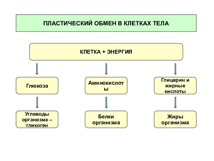 ПЛАСТИЧЕСКИЙ ОБМЕН В КЛЕТКАХ ТЕЛА КЛЕТКА + ЭНЕРГИЯ Глюкоза Аминокислоты