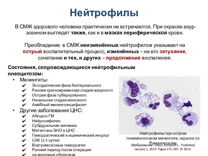 Нейтрофилы В СМЖ здорового человека практически не встречаются. При окраске