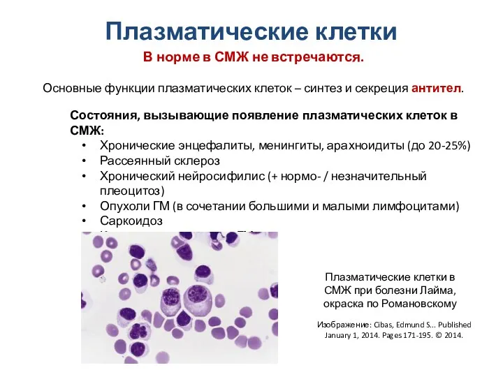 Плазматические клетки В норме в СМЖ не встречаются. Основные функции