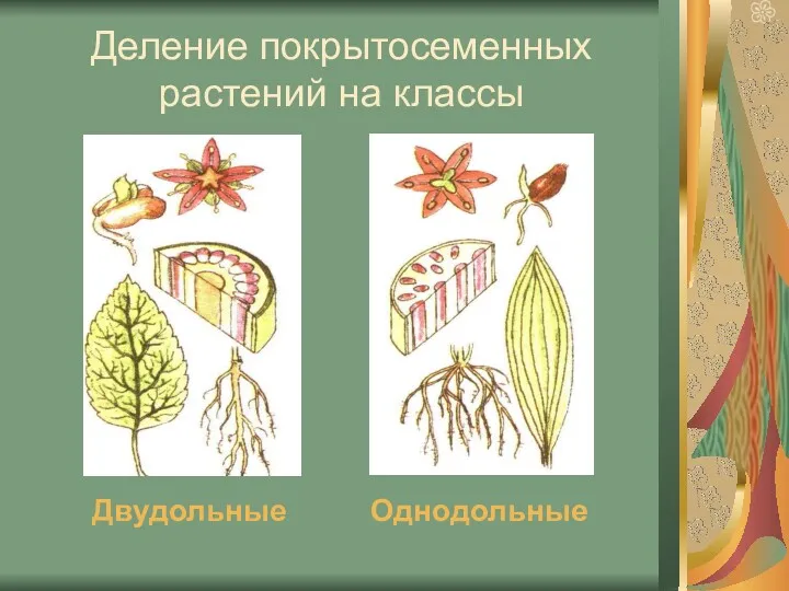 Деление покрытосеменных растений на классы Двудольные Однодольные