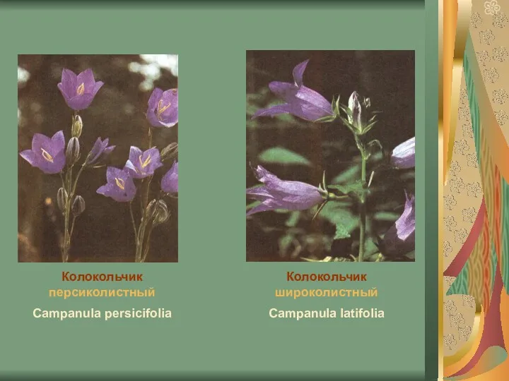 Колокольчик персиколистный Campanula persicifolia Колокольчик широколистный Campanula latifolia