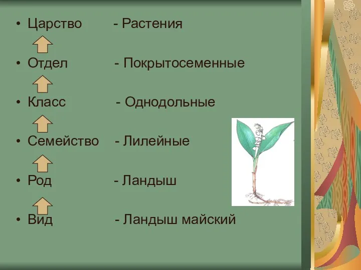 Царство - Растения Отдел - Покрытосеменные Класс - Однодольные Семейство