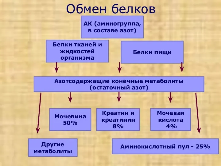 Обмен белков Белки тканей и жидкостей организма Белки пищи Креатин