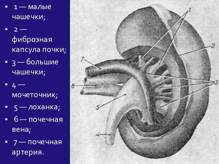 1 — малые чашечки; 2 — фиброзная капсула почки; 3