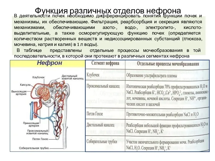 Функция различных отделов нефрона В деятельности почек необходимо дифференцировать понятия