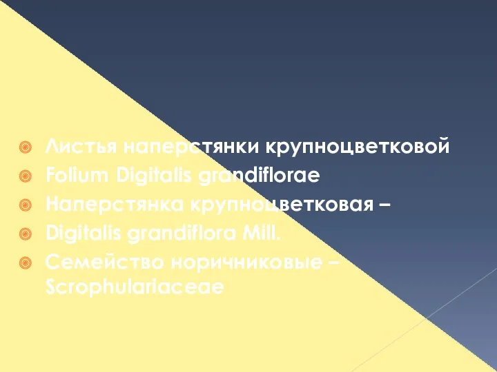 Листья наперстянки крупноцветковой Folium Digitalis grandiflorae Наперстянка крупноцветковая – Digitalis grandiflora Mill. Семейство норичниковые – Scrophulariaceae