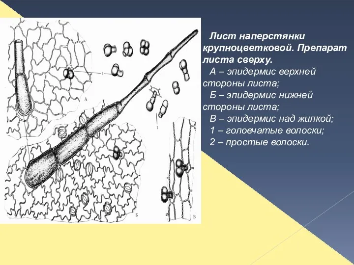 Лист наперстянки крупноцветковой. Препарат листа сверху. А – эпидермис верхней