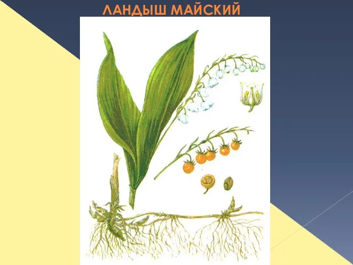 ЛАНДЫШ МАЙСКИЙ