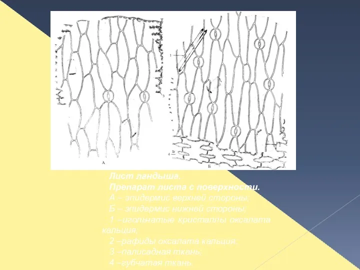 Лист ландыша. Препарат листа с поверхности. А – эпидермис верхней