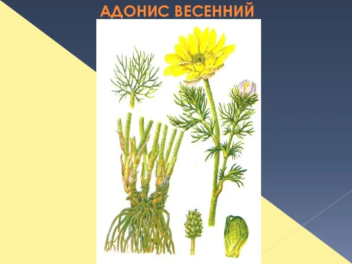 АДОНИС ВЕСЕННИЙ