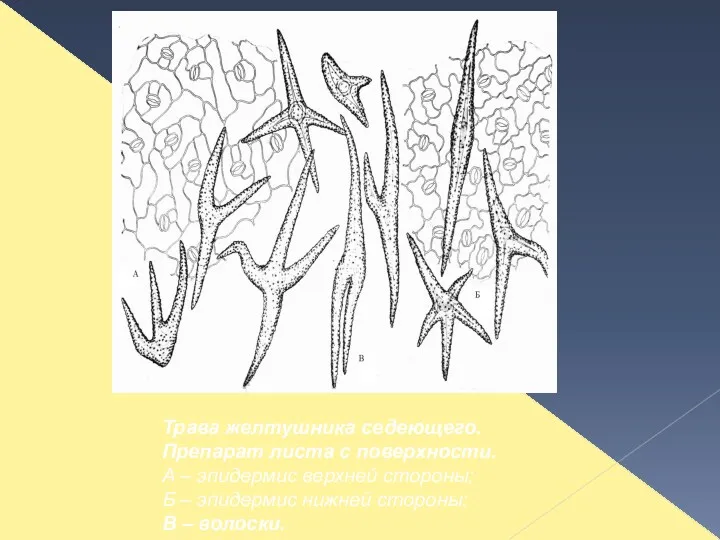 Трава желтушника седеющего. Препарат листа с поверхности. А – эпидермис