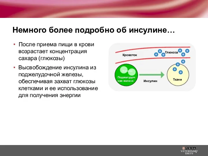 Немного более подробно об инсулине… После приема пищи в крови