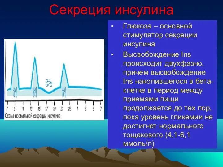 Секреция инсулина Глюкоза – основной стимулятор секреции инсулина Высвобождение Ins происходит двухфазно, причем