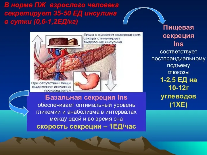 Пищевая секреция Ins соответствует постпрандиальному подъему глюкозы 1-2,5 ЕД на 10-12г углеводов (1ХЕ)