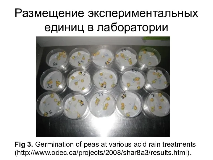 Размещение экспериментальных единиц в лаборатории Fig 3. Germination of peas at various acid rain treatments (http://www.odec.ca/projects/2008/shar8a3/results.html).