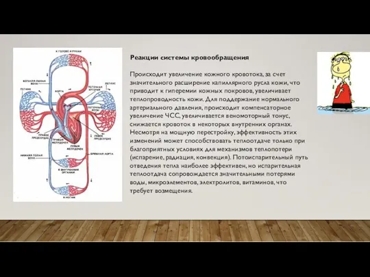 Реакции системы кровообращения Происходит увеличение кожного кровотока, за счет значительного