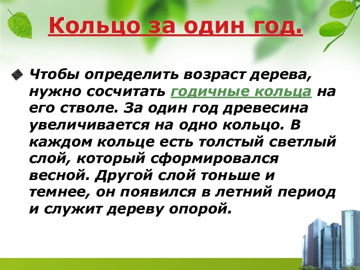 Кольцо за один год. Чтобы определить возраст дерева, нужно сосчитать годичные кольца на