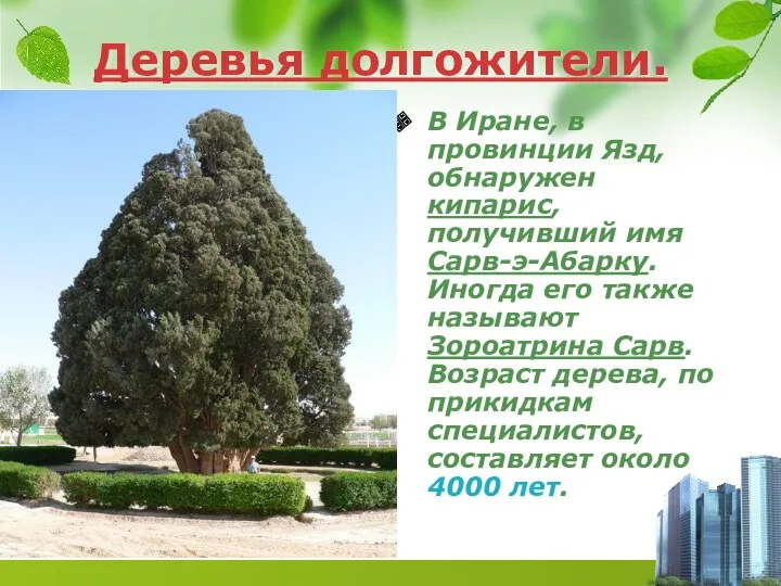 Деревья долгожители. В Иране, в провинции Язд, обнаружен кипарис, получивший имя Сарв-э-Абарку. Иногда