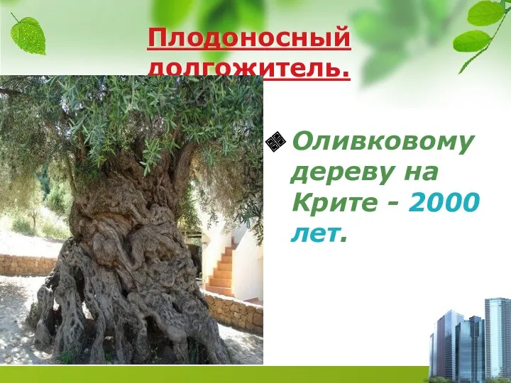 Плодоносный долгожитель. Оливковому дереву на Крите - 2000 лет.