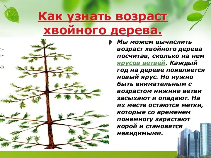 Как узнать возраст хвойного дерева. Мы можем вычислить возраст хвойного дерева посчитав, сколько