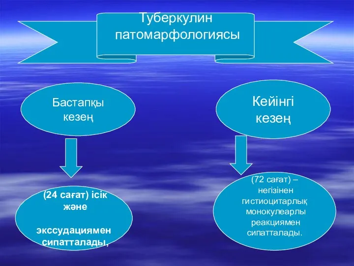 Туберкулин патомарфологиясы Туберкулин патомарфологиясы Бастапқы кезең (24 сағат) ісік және