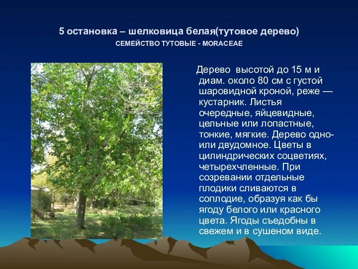 5 остановка – шелковица белая(тутовое дерево) СЕМЕЙСТВО ТУТОВЫЕ - MORACEAE