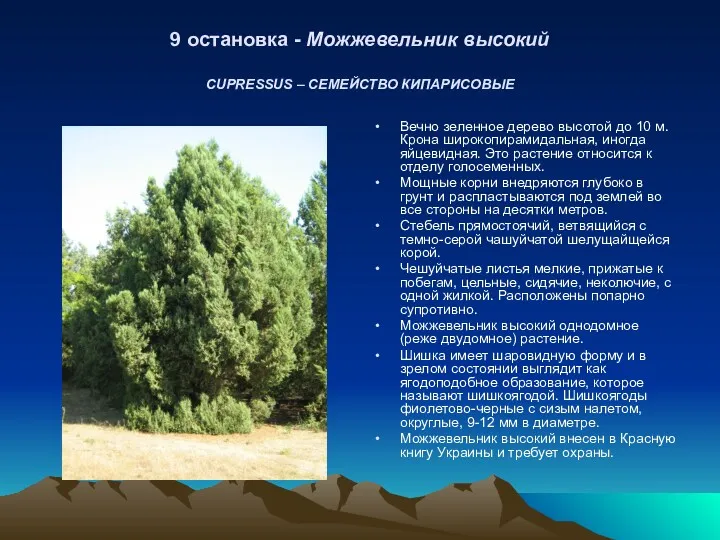 9 остановка - Можжевельник высокий CUPRESSUS – СЕМЕЙСТВО КИПАРИСОВЫЕ Вечно