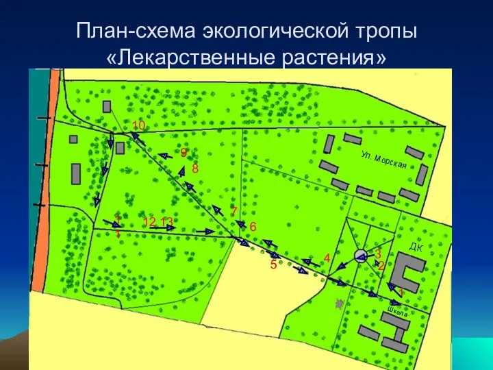 План-схема экологической тропы «Лекарственные растения» ДК Школа Ул. Морская 3