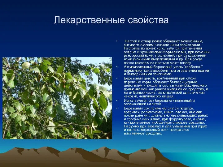 Лекарственные свойства Настой и отвар почек обладают мочегонным, антисептическим, желчегонным