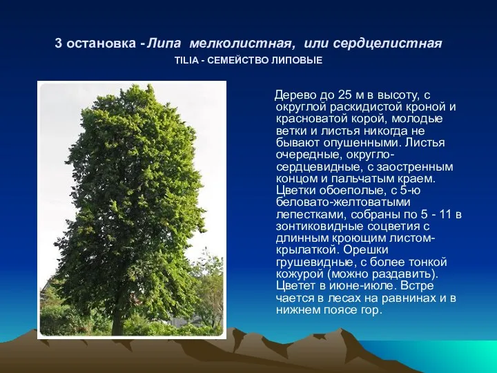 3 остановка - Липа мелколистная, или сердцелистная TILIA - СЕМЕЙСТВО