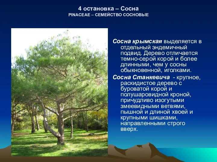 4 остановка – Сосна PINACEAE – СЕМЕЙСТВО СОСНОВЫЕ Сосна крымская