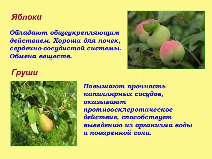 Яблоки Обладают общеукрепляющим действием. Хороши для почек, сердечно-сосудистой системы. Обмена