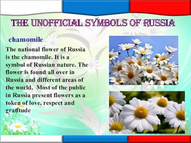 The unofficial symbols of Russia chamomile The national flower of