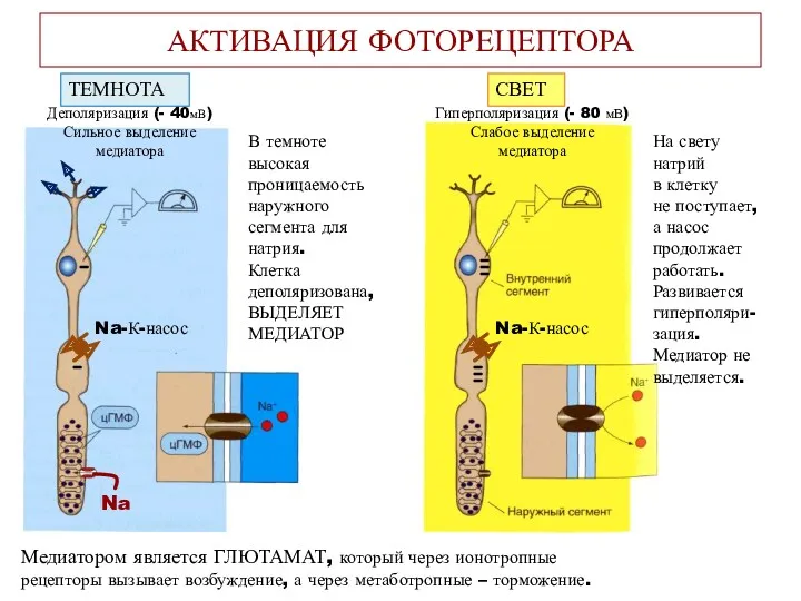 АКТИВАЦИЯ ФОТОРЕЦЕПТОРА ТЕМНОТА СВЕТ Деполяризация (- 40мВ) Сильное выделение медиатора