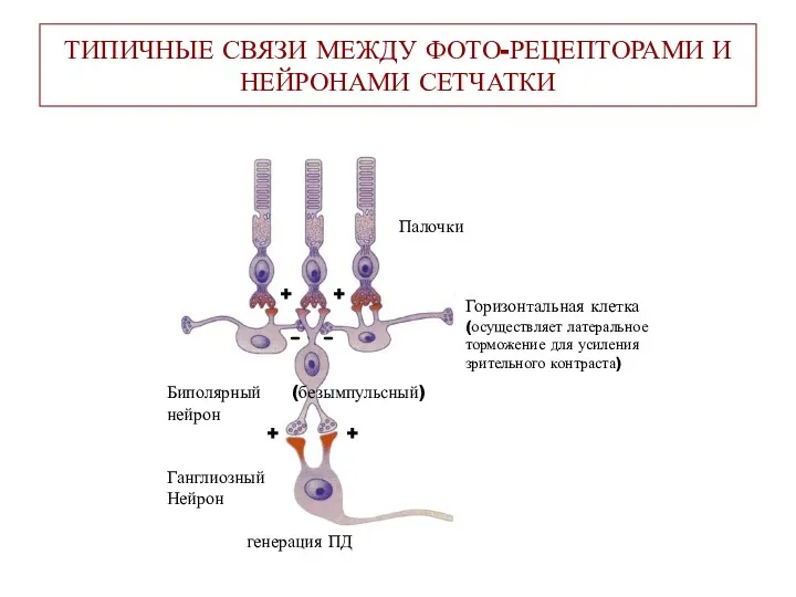 ТИПИЧНЫЕ СВЯЗИ МЕЖДУ ФОТО-РЕЦЕПТОРАМИ И НЕЙРОНАМИ СЕТЧАТКИ Горизонтальная клетка (осуществляет