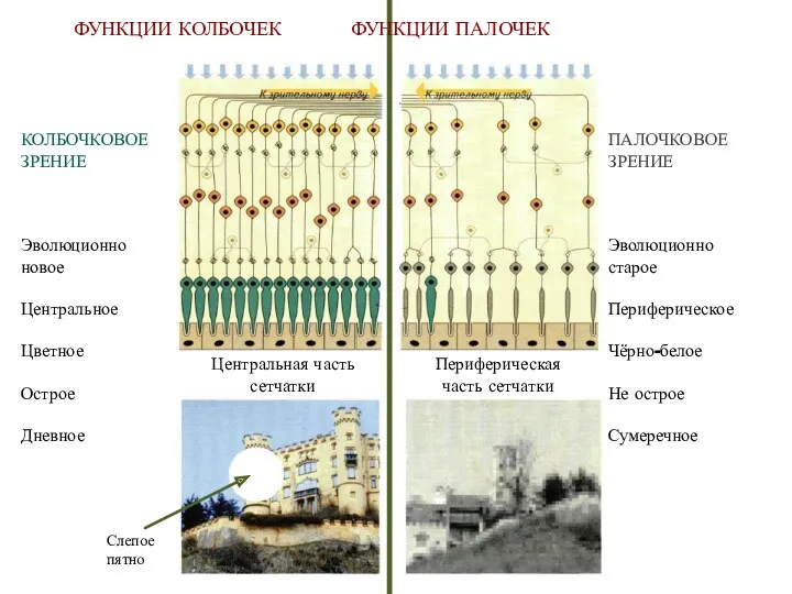 Центральная часть сетчатки Периферическая часть сетчатки ПАЛОЧКОВОЕ ЗРЕНИЕ Эволюционно старое