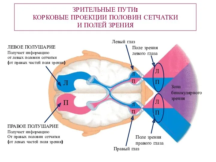 ЗРИТЕЛЬНЫЕ ПУТИ: КОРКОВЫЕ ПРОЕКЦИИ ПОЛОВИН СЕТЧАТКИ И ПОЛЕЙ ЗРЕНИЯ Левый