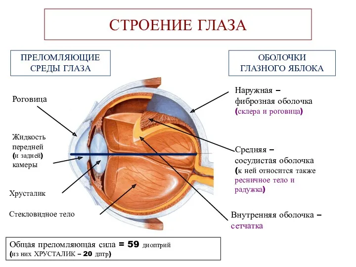 СТРОЕНИЕ ГЛАЗА Наружная – фиброзная оболочка (склера и роговица) Средняя