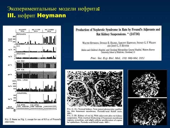 Proc. Soc. Exp. Biol. Med., 180: 660-664, 1951 Экспериментальные модели нефрита: III. нефрит Heymann