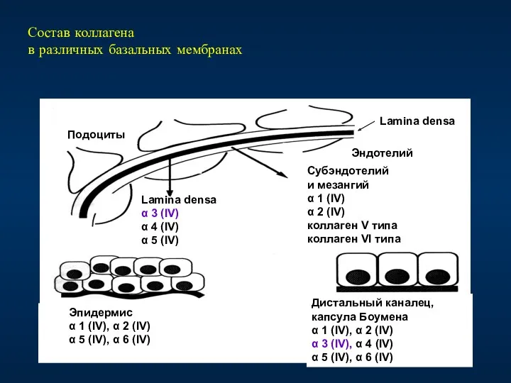 Состав коллагена в различных базальных мембранах Подоциты Эндотелий Lamina densa