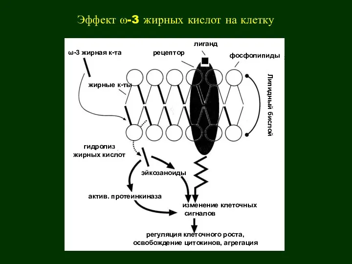 Эффект ω-3 жирных кислот на клетку ω-3 жирная к-та жирные