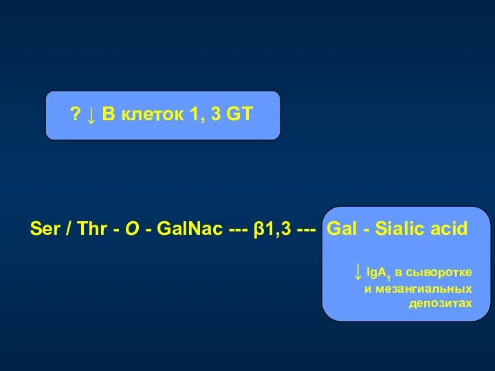 ? ↓ В клеток 1, 3 GT Ser / Thr