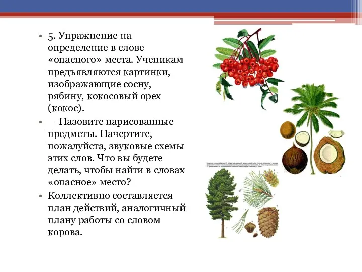 5. Упражнение на определение в слове «опасного» места. Ученикам предъявляются картинки, изображающие сосну,