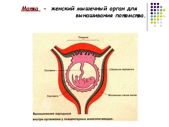 Матка - женский мышечный орган для вынашивания потомства.