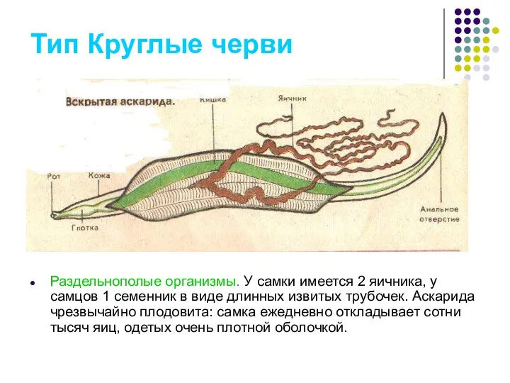 Тип Круглые черви Раздельнополые организмы. У самки имеется 2 яичника, у самцов 1