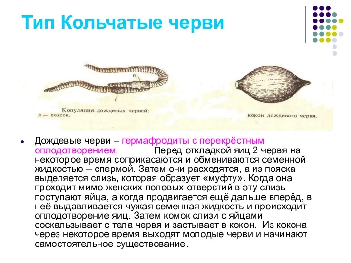 Тип Кольчатые черви Дождевые черви – гермафродиты с перекрёстным оплодотворением. Перед откладкой яиц