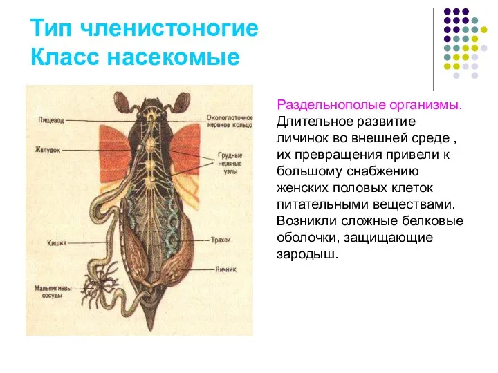 Тип членистоногие Класс насекомые Раздельнополые организмы. Длительное развитие личинок во внешней среде ,