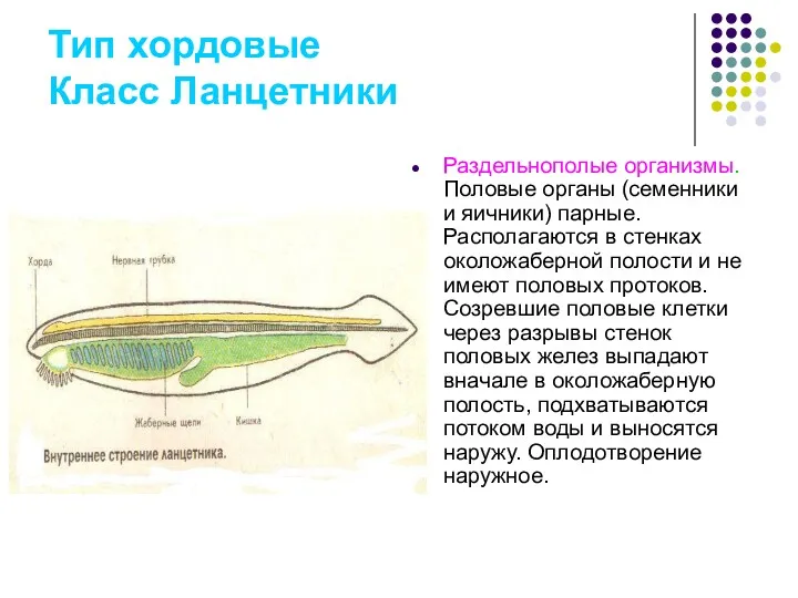 Тип хордовые Класс Ланцетники Раздельнополые организмы. Половые органы (семенники и яичники) парные. Располагаются